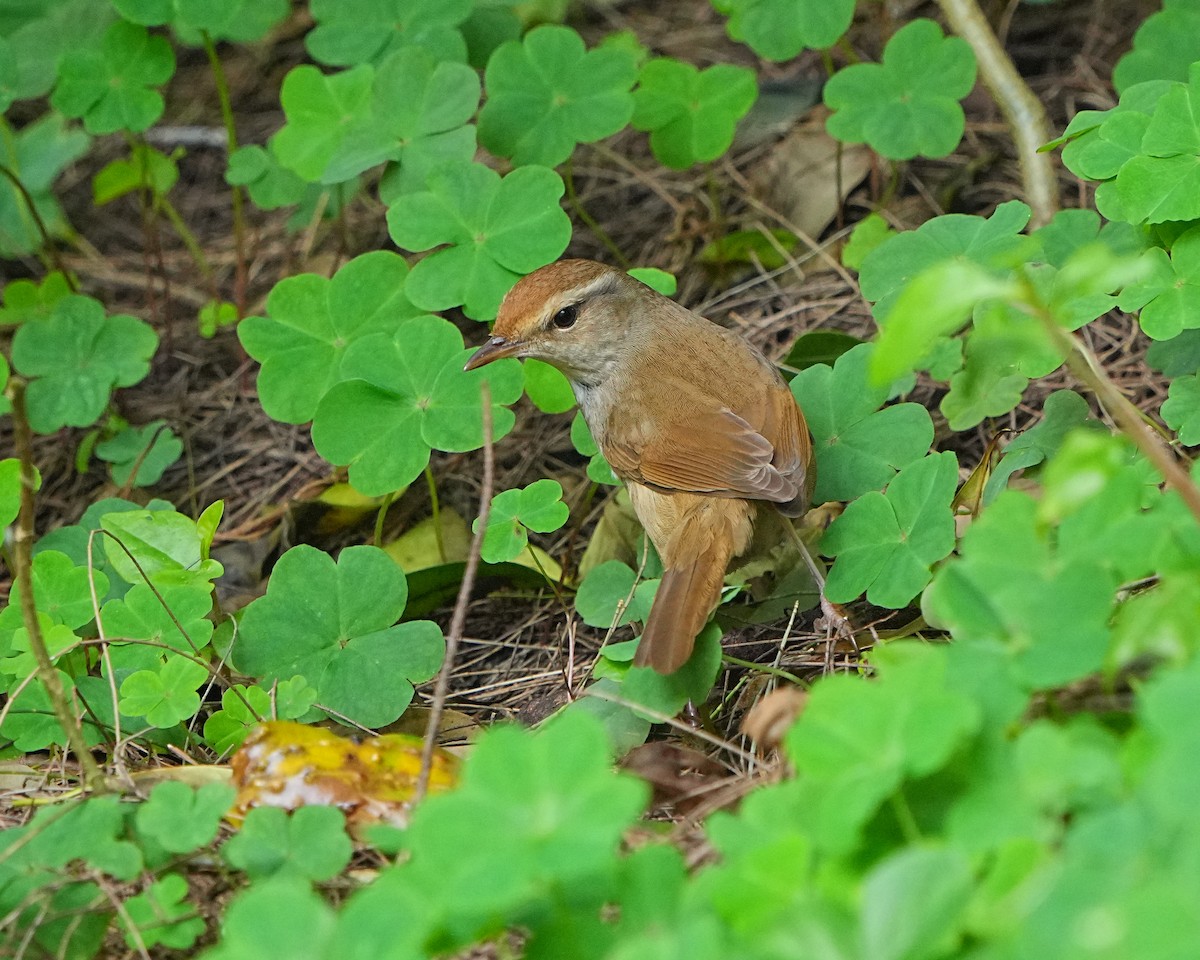 Manchurian Bush Warbler - ML536324231