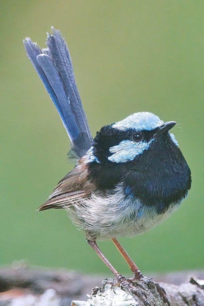 Superb Fairywren - ML536325441