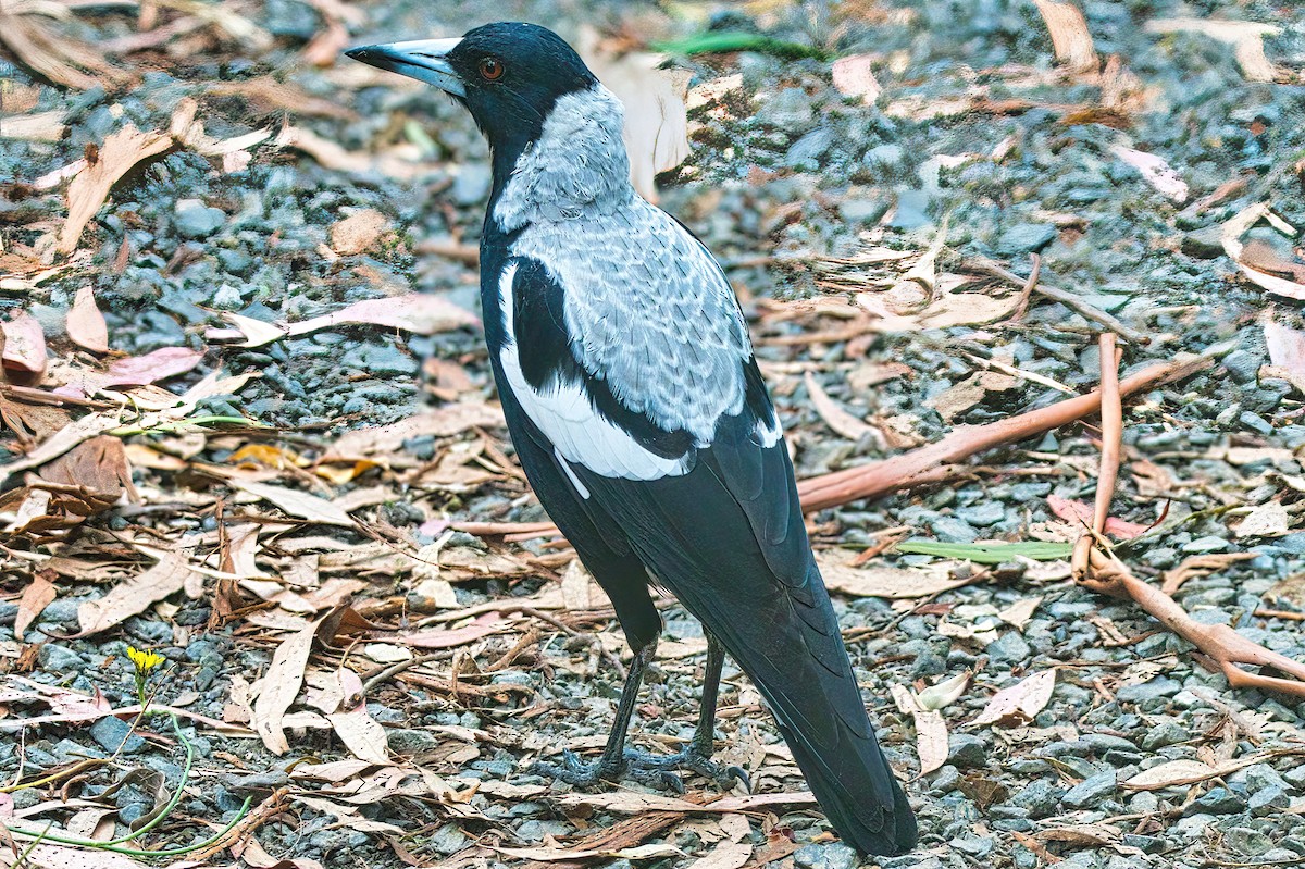 Australian Magpie (White-backed) - ML536325591