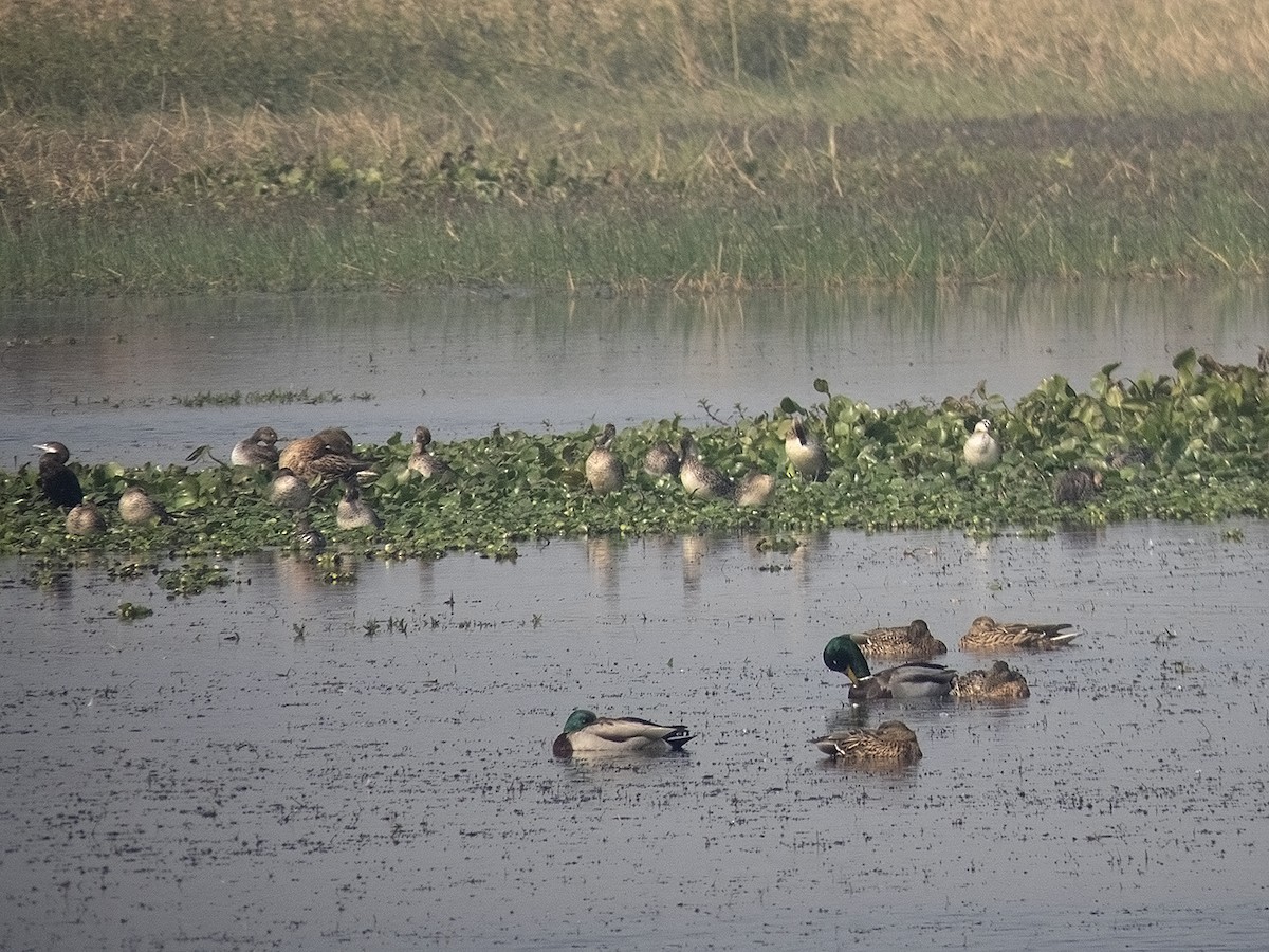 Canard colvert - ML536326511