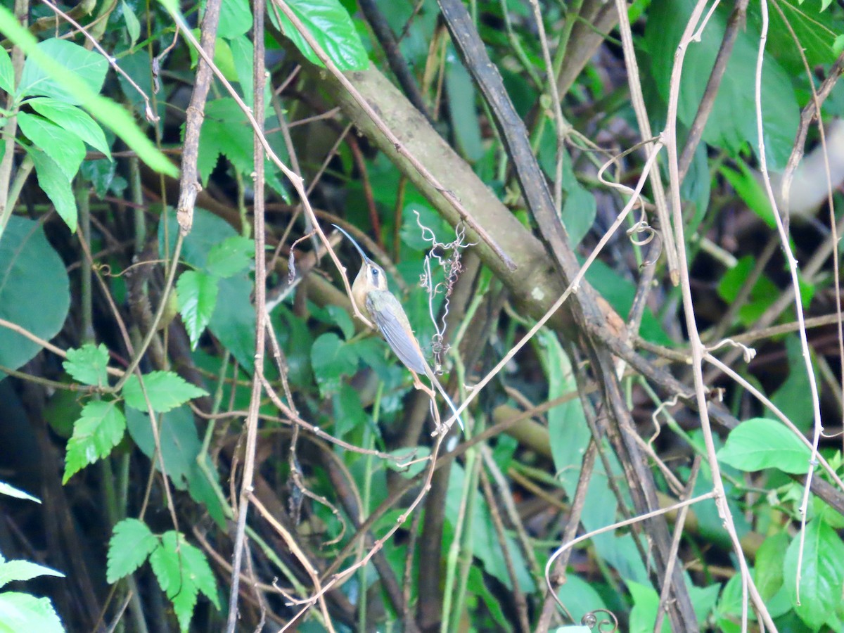 planaltoeremitt - ML536327841