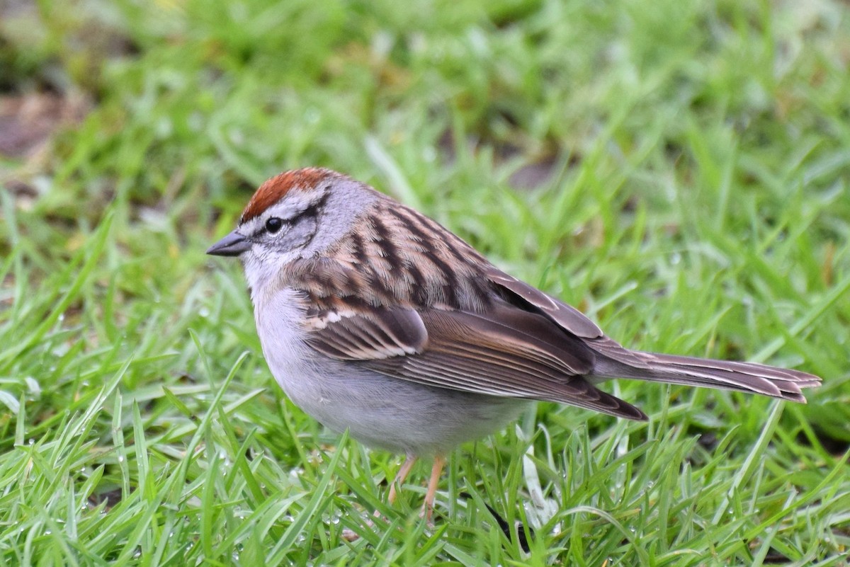 Chipping Sparrow - irina shulgina