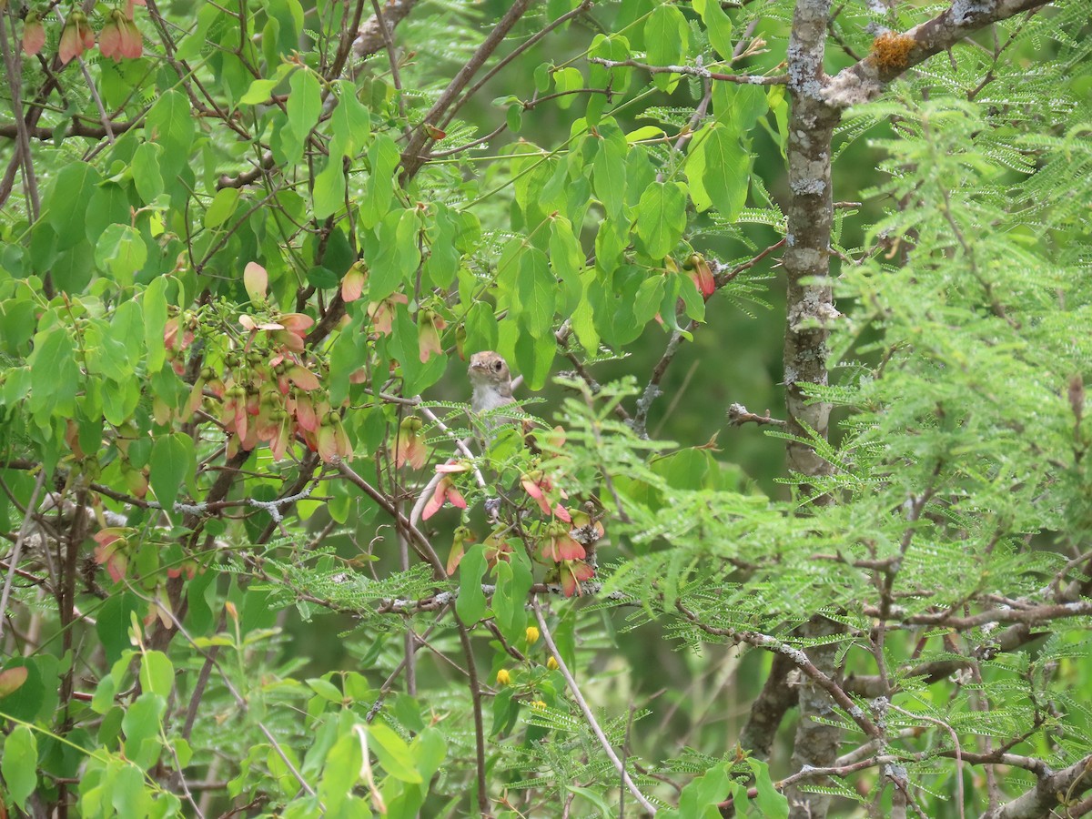 Fulvous-crowned Scrub-Tyrant - ML536328511