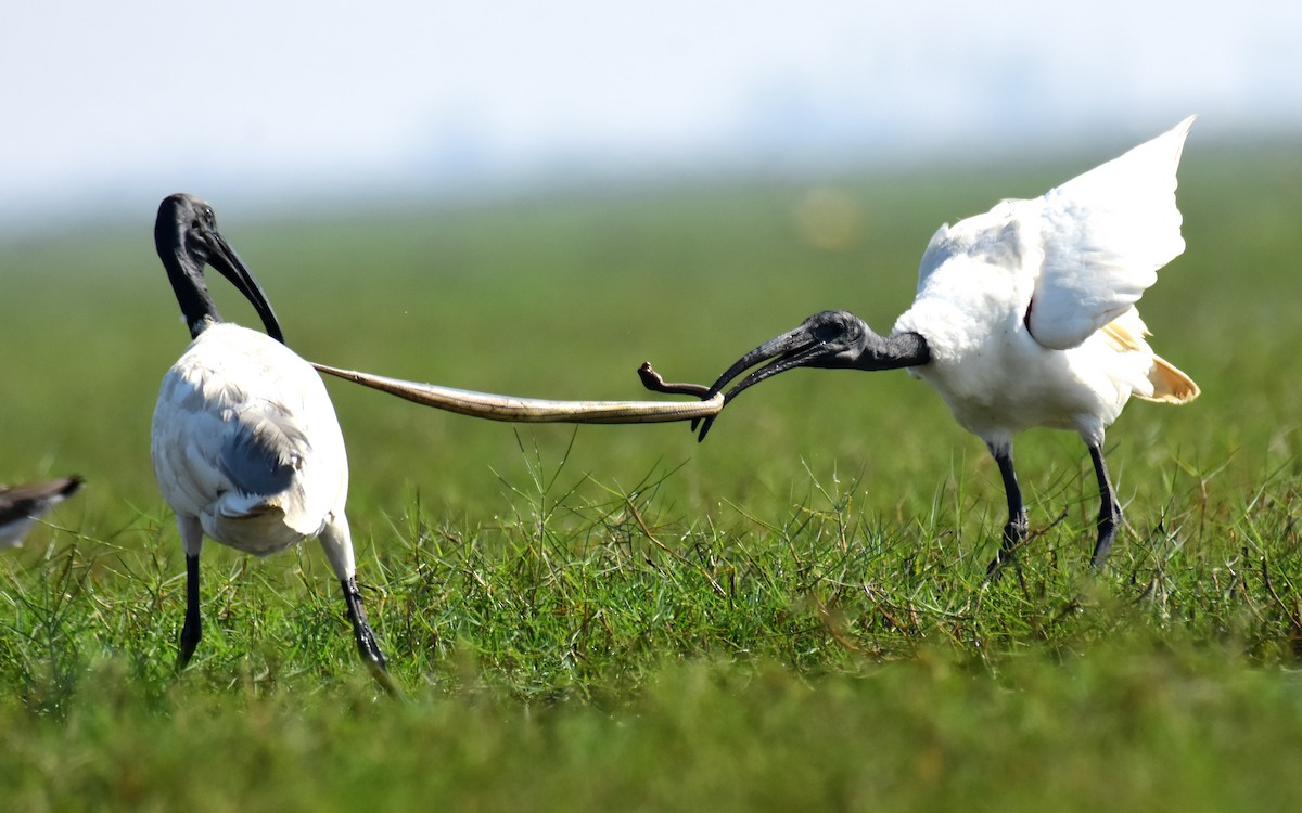 Ibis à tête noire - ML536328951