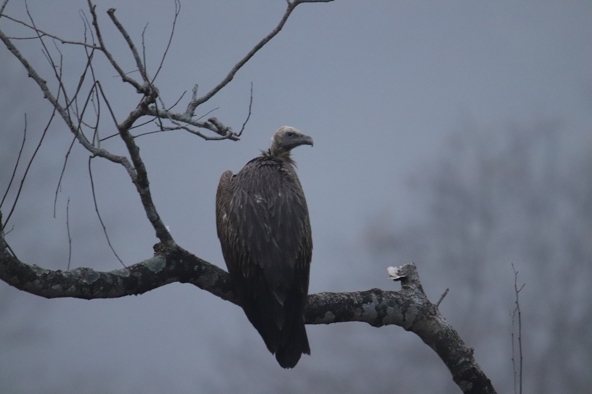 Himalayan Griffon - ML536329851