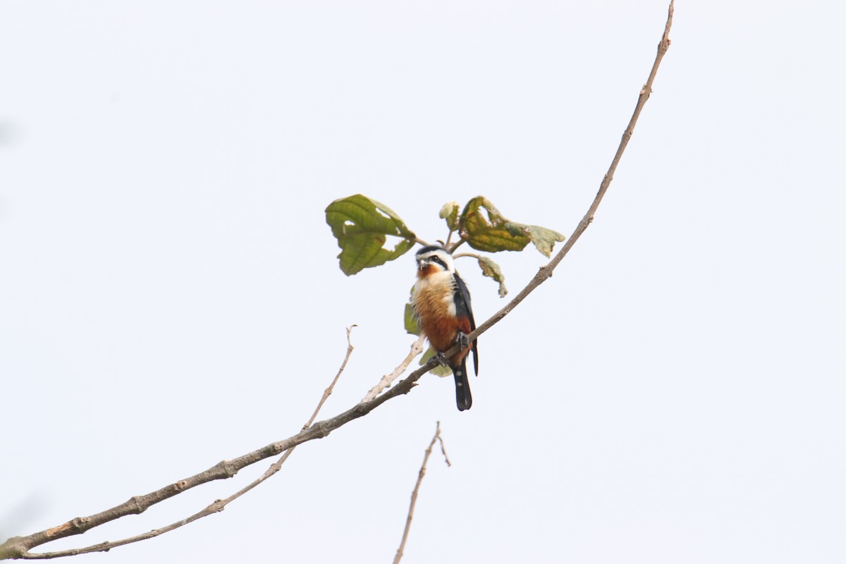 Collared Falconet - ML536330381