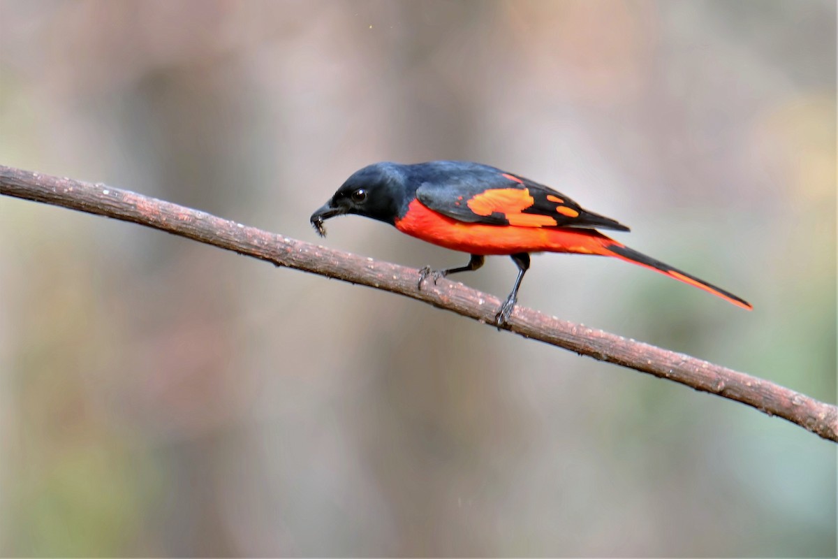 Scarlet Minivet - pankaj kapoor