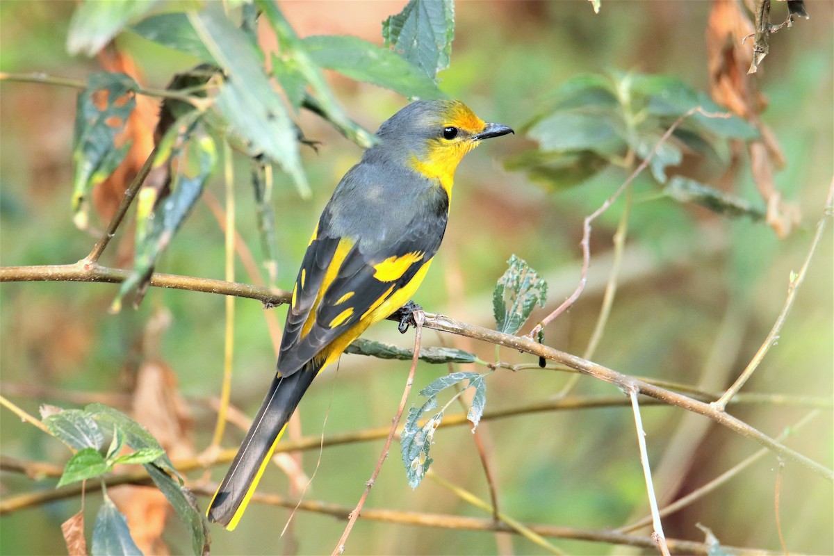 Scarlet Minivet - ML536330541