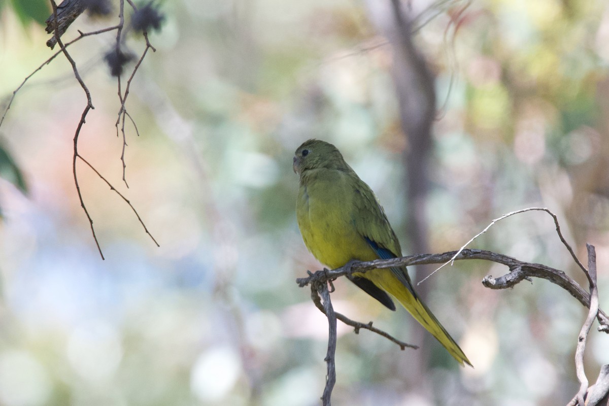 Rock Parrot - ML536330551