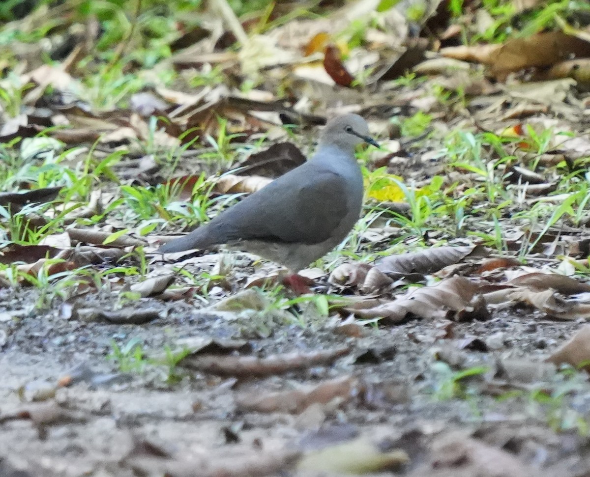 Gray-chested Dove - ML536330571