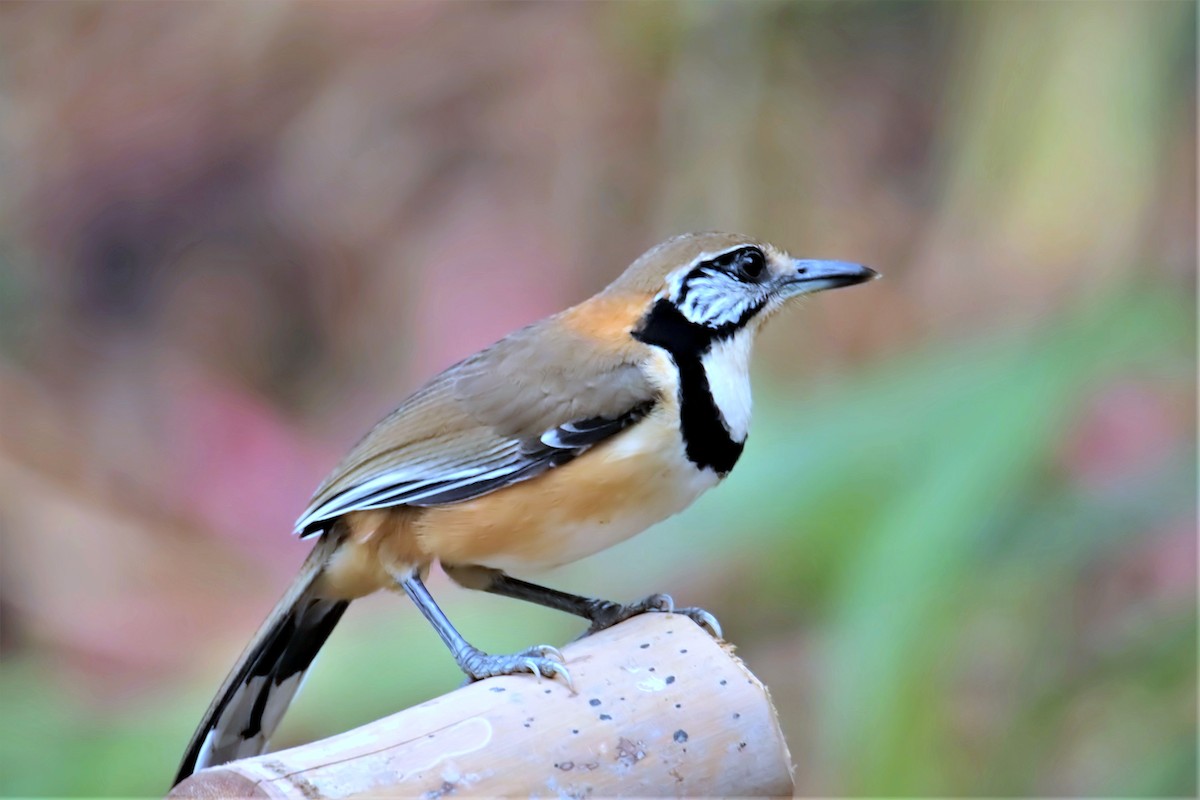 Lesser/Greater Necklaced Laughingthrush - ML536330731