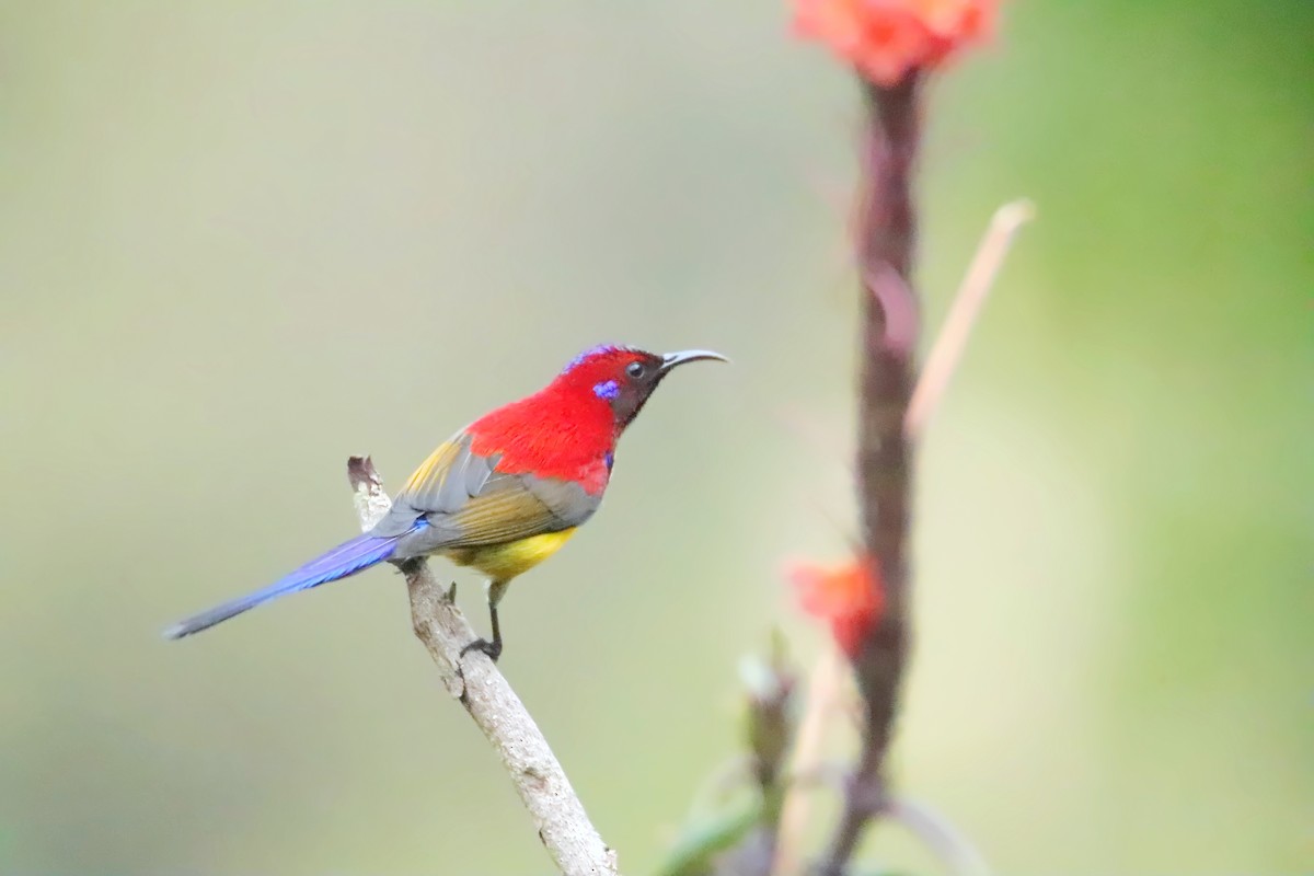 Mrs. Gould's Sunbird - ML536330911