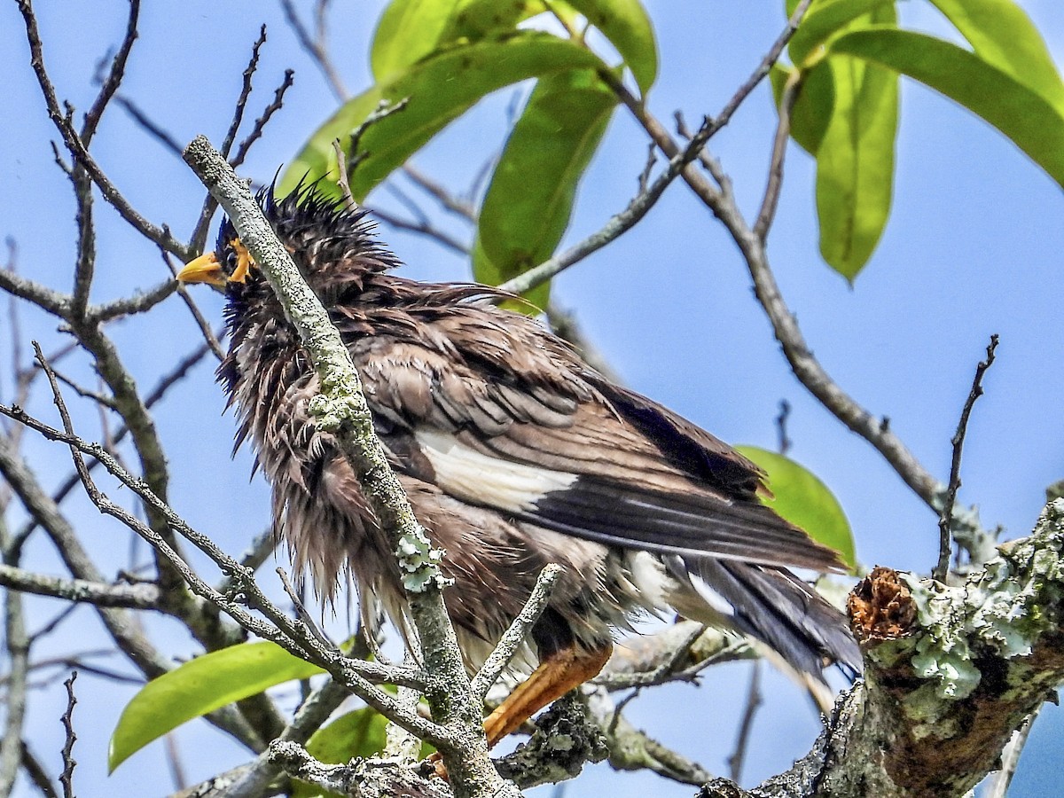 Common Myna - Vicki Chatel  (*v*)