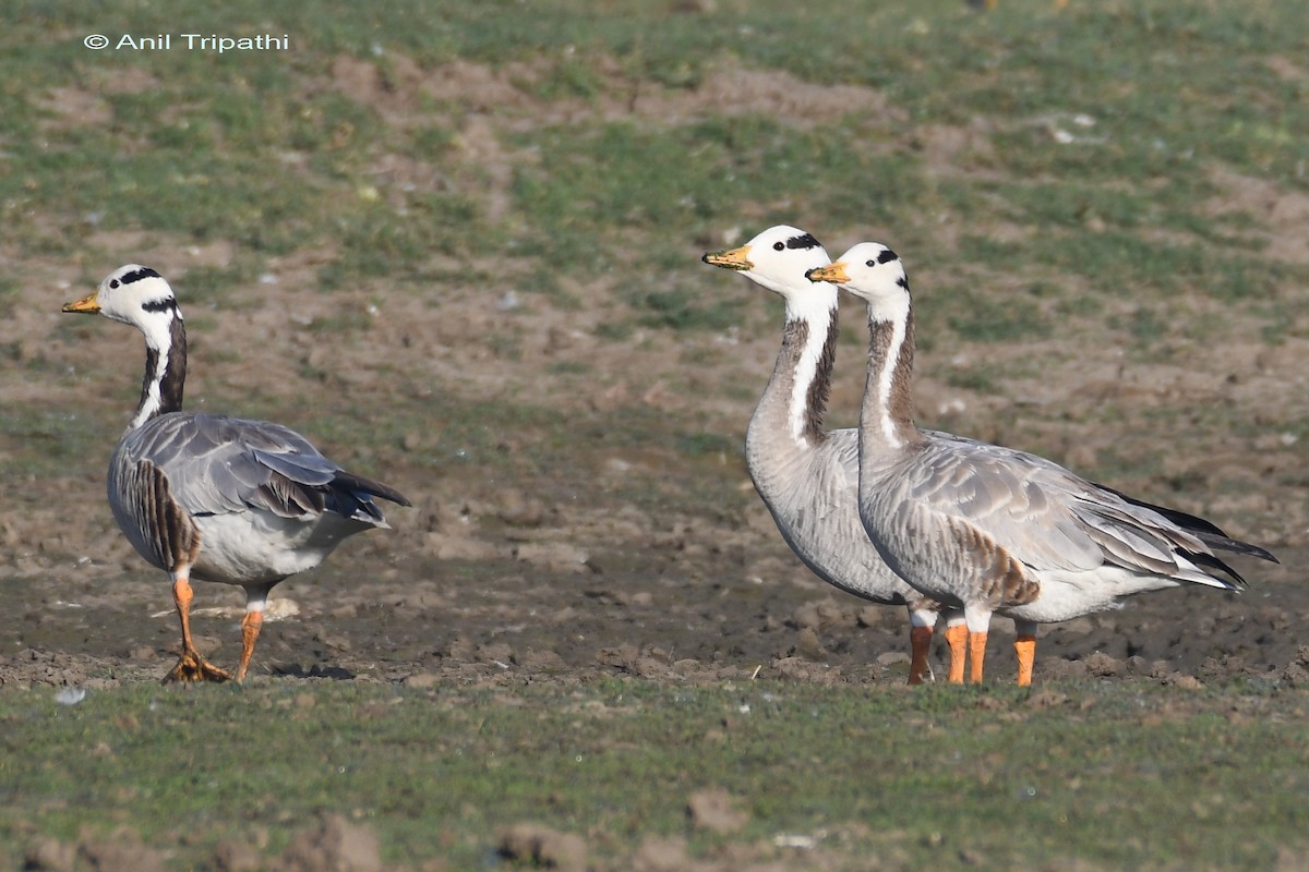 Bar-headed Goose - ML536332741