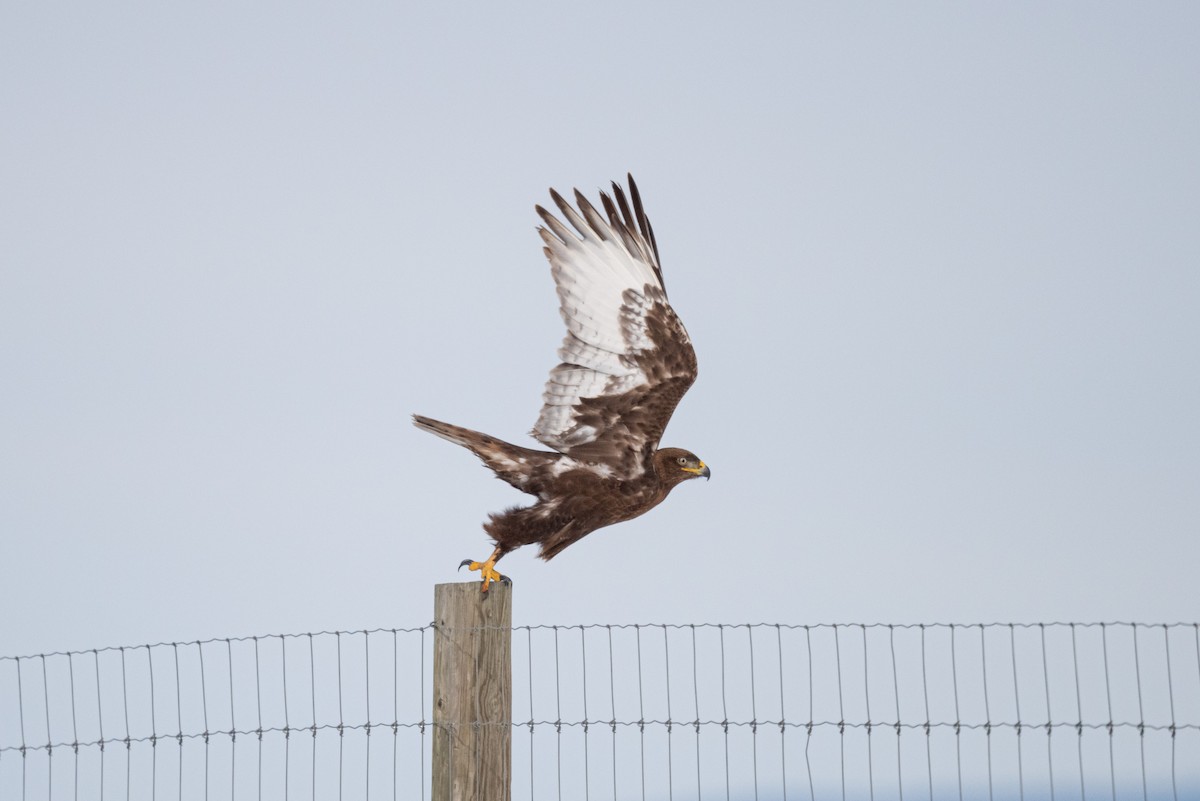 Ferruginous Hawk - ML536332761