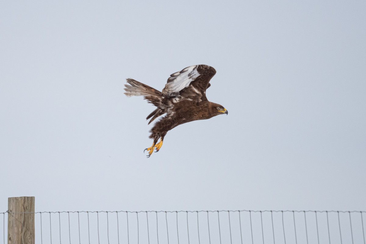 Ferruginous Hawk - ML536332791