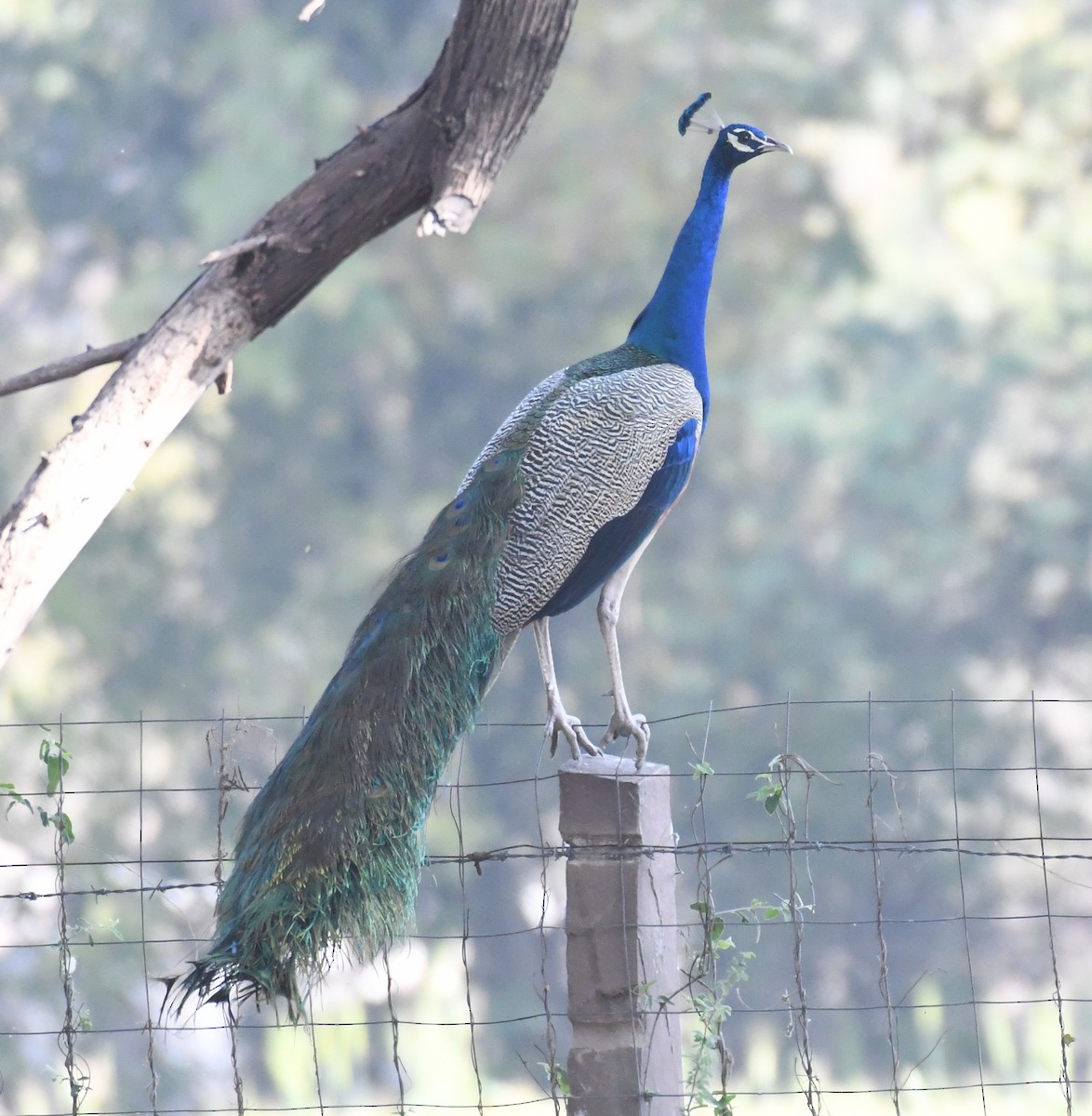 Indian Peafowl - ML536333221