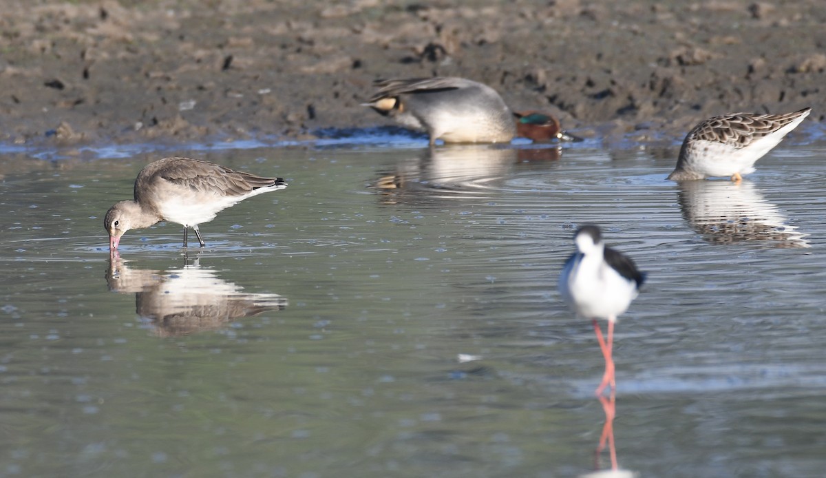 tanımsız Limosa sp. - ML536333281