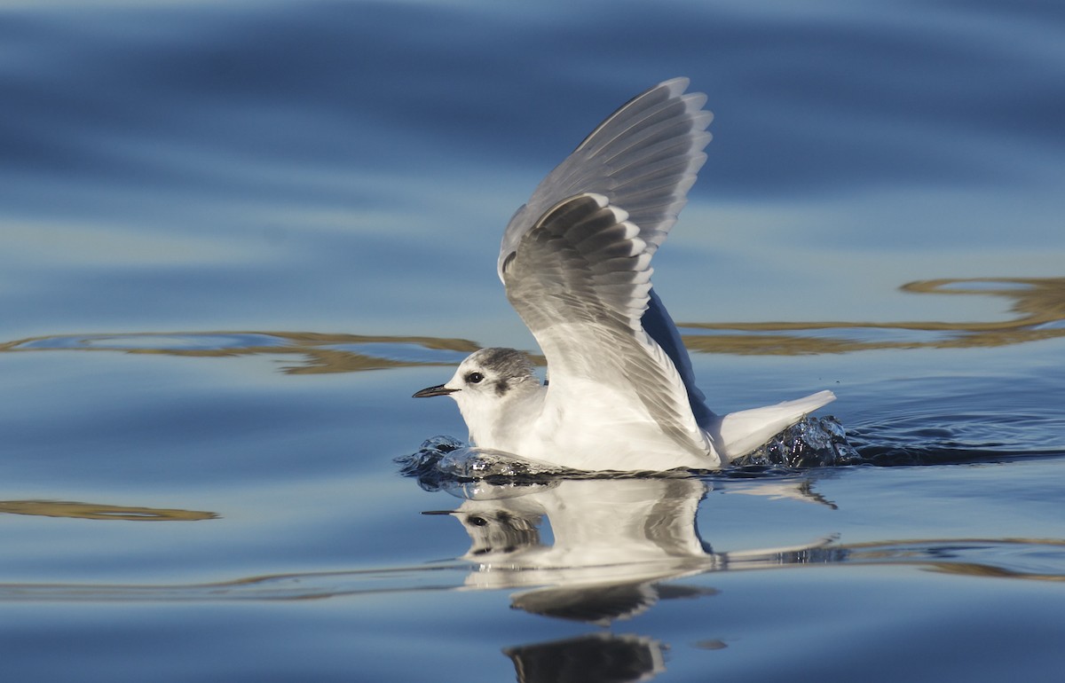 Little Gull - ML536333431