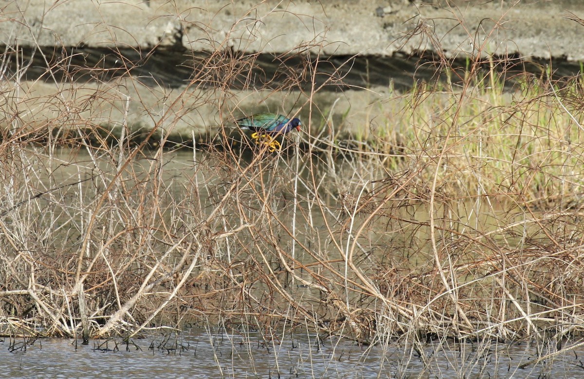 Purple Gallinule - Lisa Yntema