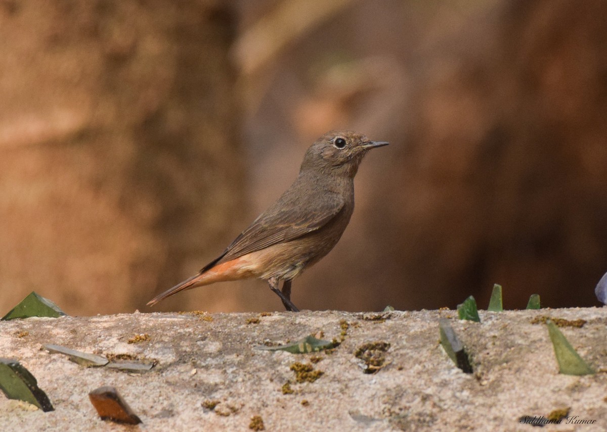 Black Redstart - ML536334441