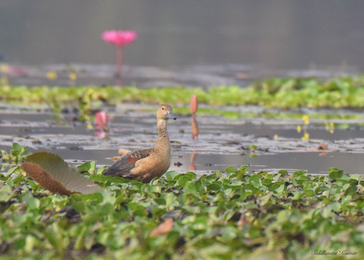 Lesser Whistling-Duck - ML536334701