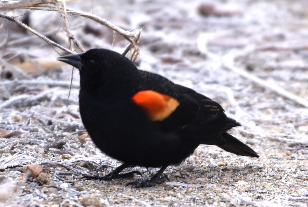 Red-winged Blackbird - Alec Andrus