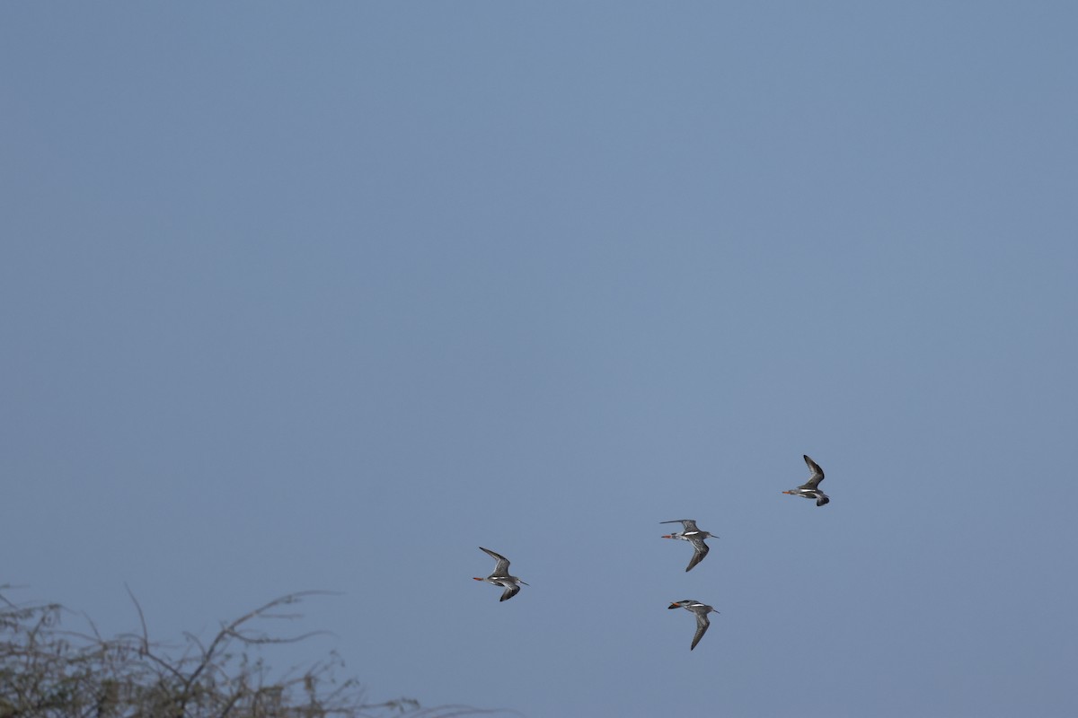 Spotted Redshank - ML536336881