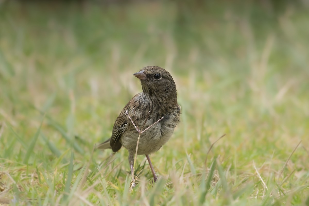 Dark-eyed Junco - ML536336921