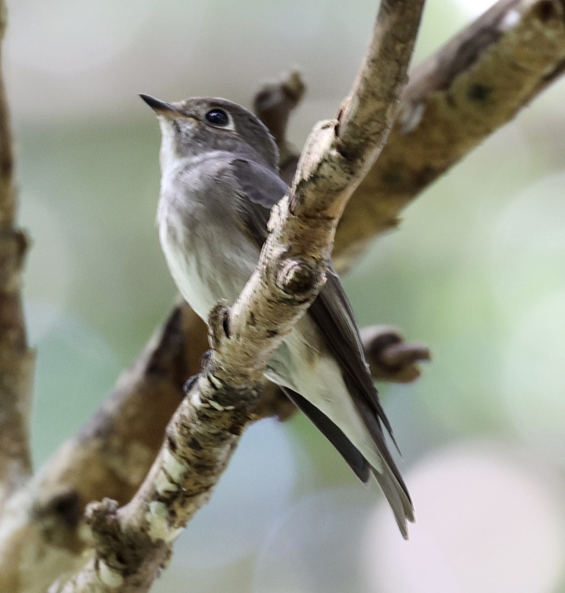 Dark-sided Flycatcher - The falcon cannot hear the falconer