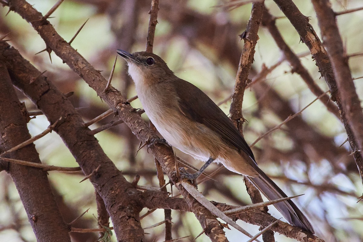 Northern Brownbul - ML536339131