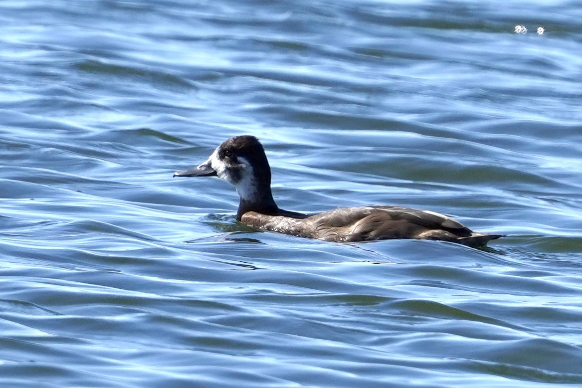 Southern Pochard - Daniel Winzeler