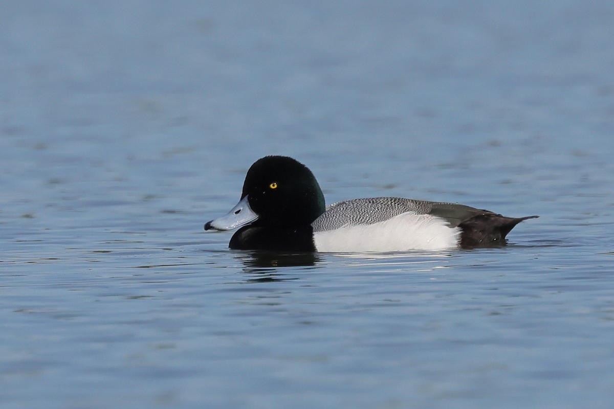Greater Scaup - ML536340621
