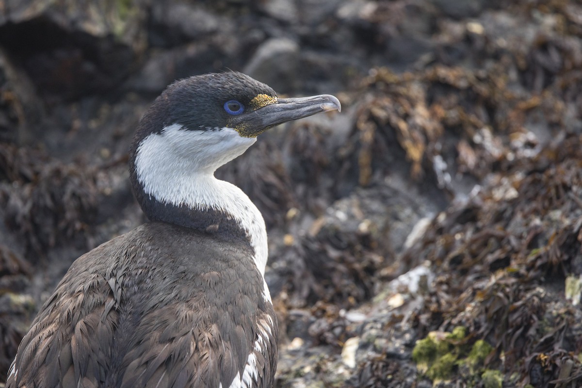 Macquarie Shag - ML536340801