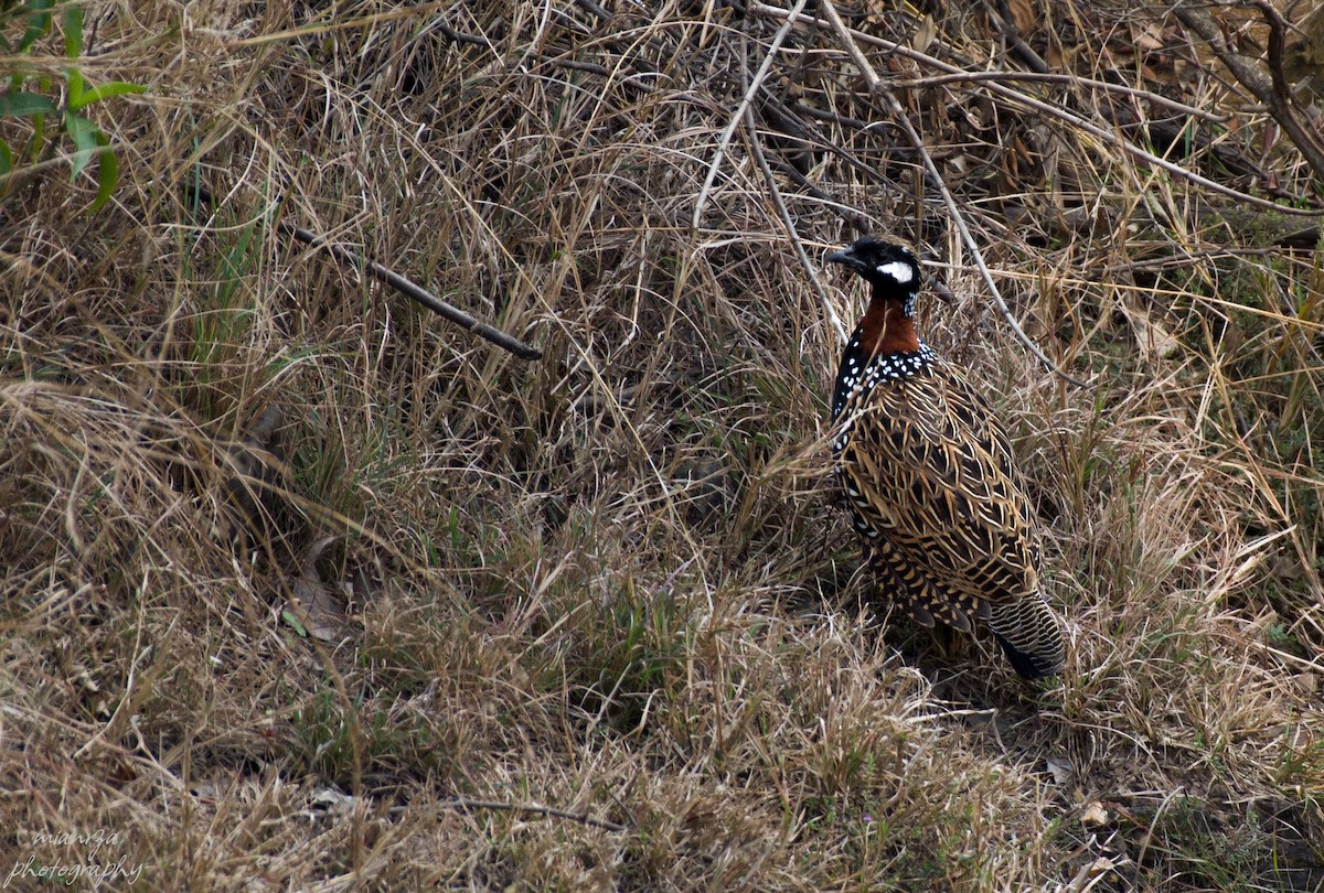 Black Francolin - ML536341101