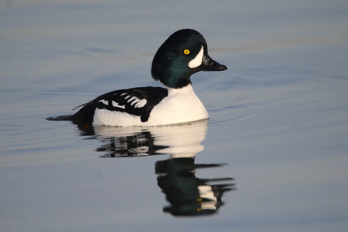 Barrow's Goldeneye - Patrick Sysiong