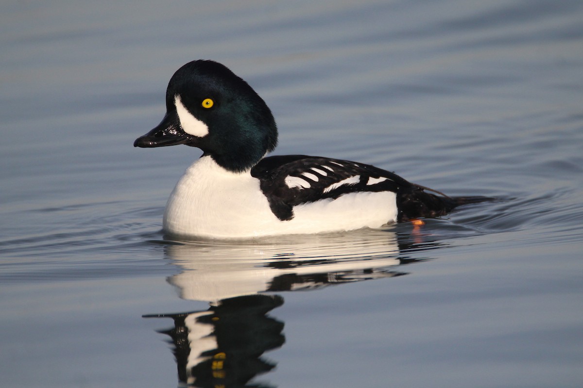 Barrow's Goldeneye - Patrick Sysiong