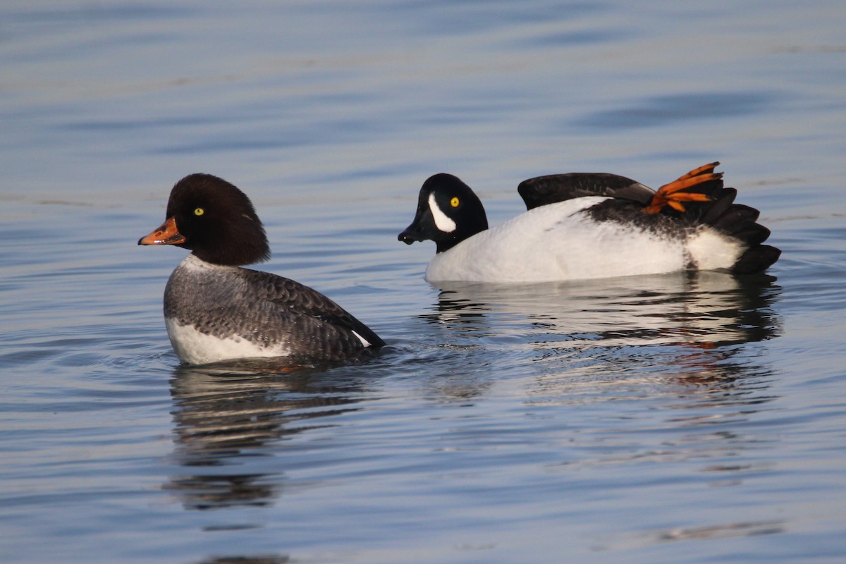 Barrow's Goldeneye - Patrick Sysiong