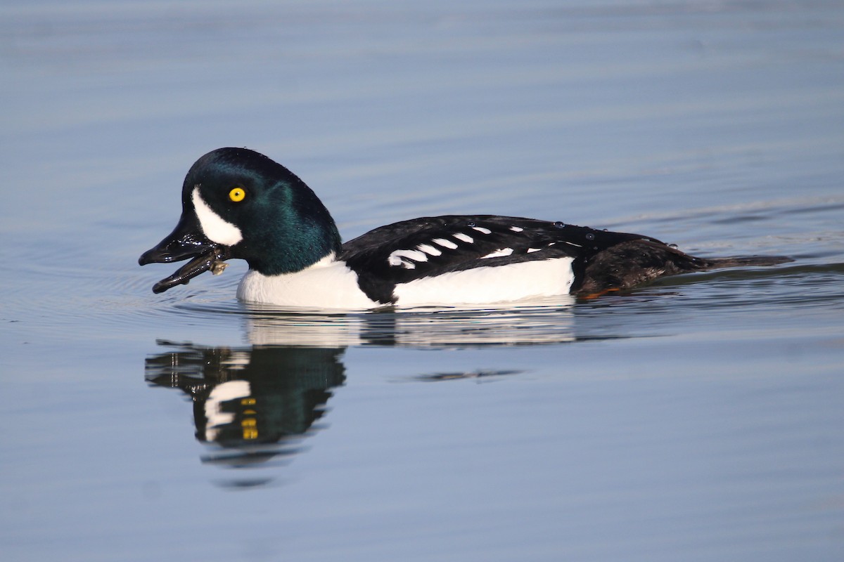 Barrow's Goldeneye - Patrick Sysiong