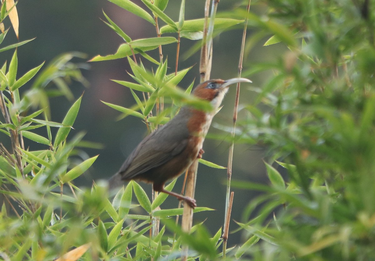 Rusty-cheeked Scimitar-Babbler - ML536342501
