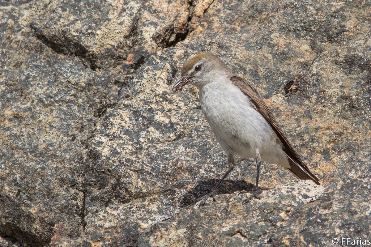 White-browed Ground-Tyrant - ML53634281