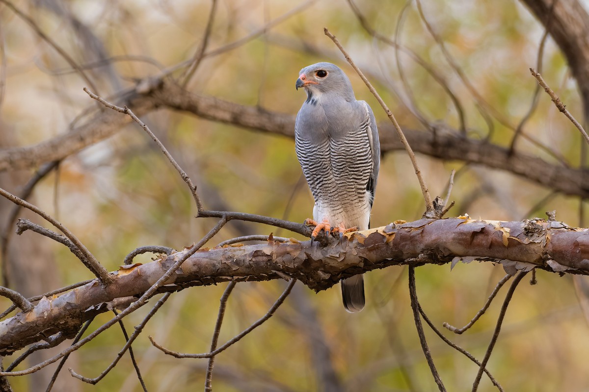 Lizard Buzzard - ML536343531