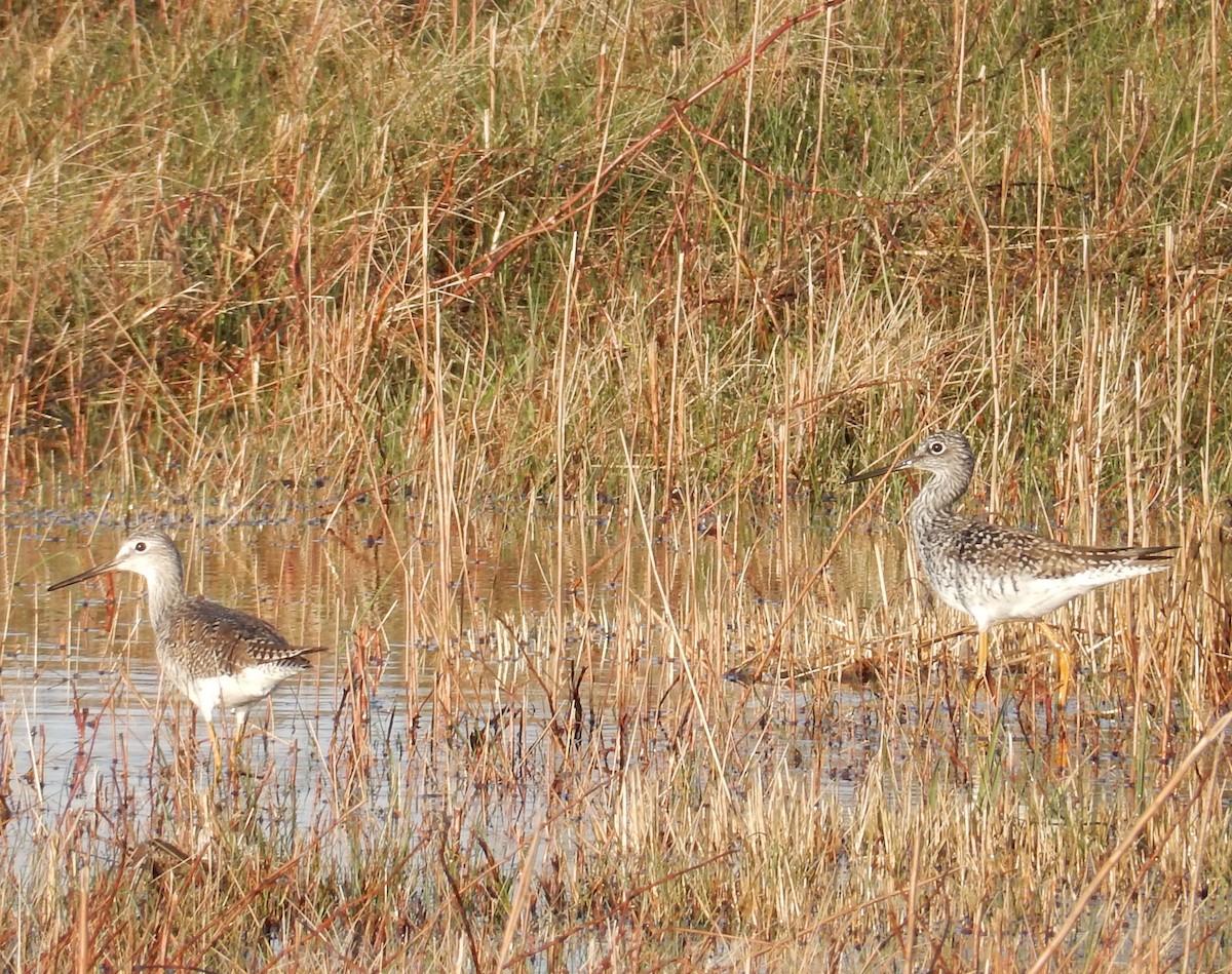 Greater Yellowlegs - ML53634421