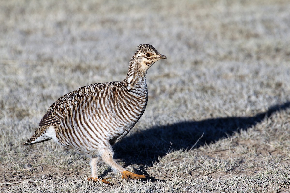 Greater Prairie-Chicken - Ronald Goddard
