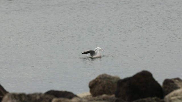 Slender-billed Gull - ML536345721