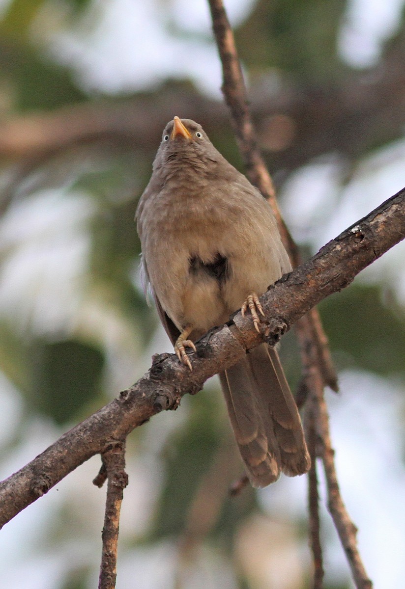 Jungle Babbler - PANKAJ GUPTA