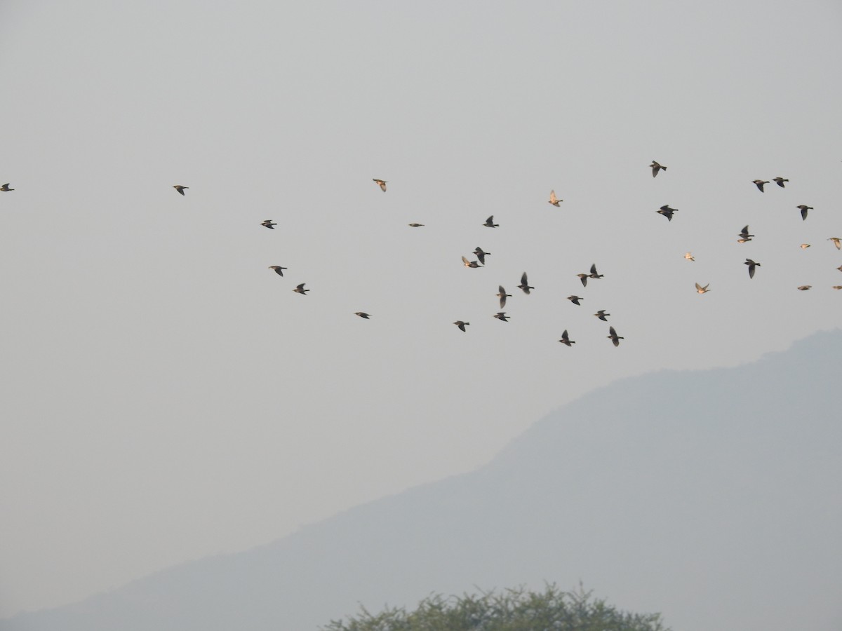 Rosy Starling - ML536350051