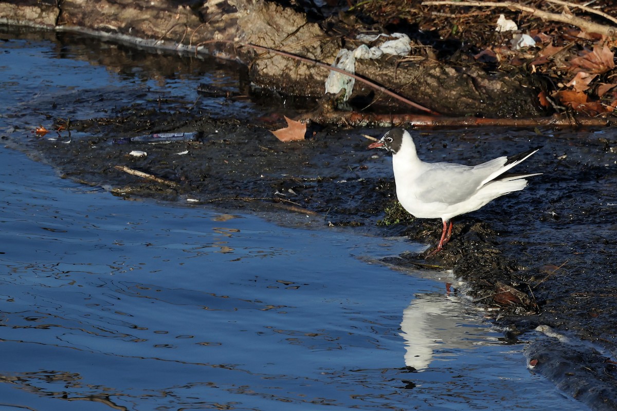 Black-headed Gull - ML536350161
