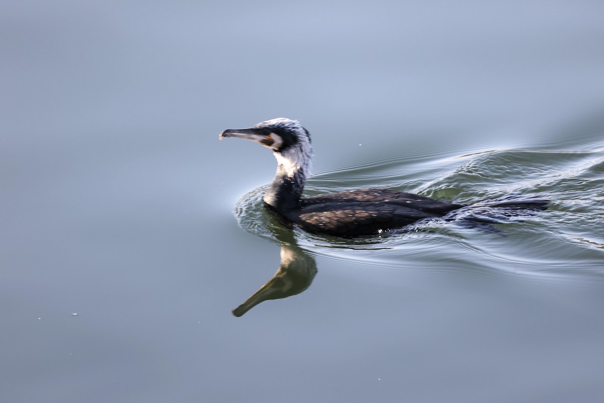Great Cormorant - ML536350211