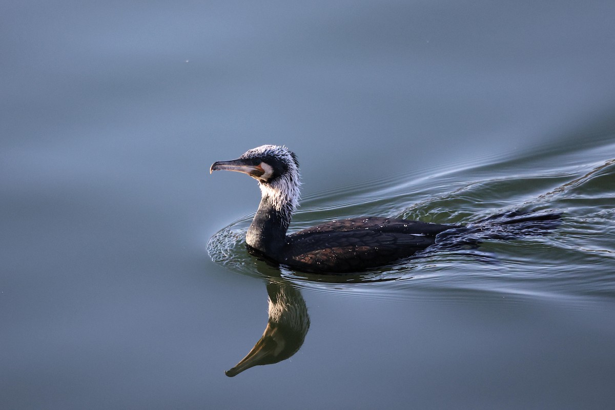 Great Cormorant - ML536350261